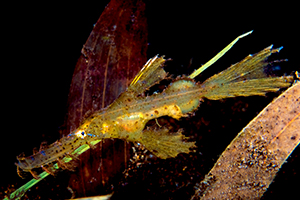 Solenostomus paegnius